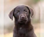 Huckleberry Finn Pup - Miss Watson - Female Labrador Retriever-Unknown Mix Dog for Adoption - Small photo