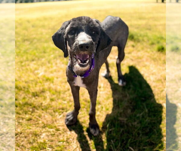 Medium Photo #4 Goldendoodle Puppy For Sale in Pacolet, SC, USA