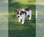 Small Photo #3 Jack Russell Terrier Puppy For Sale in BRIGGSDALE, CO, USA