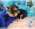 Small Photo #4 Yorkshire Terrier Puppy For Sale in HARKER HEIGHTS, TX, USA