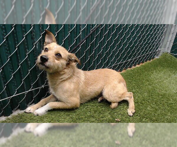 Medium Photo #1 Mutt Puppy For Sale in Downey, CA, USA