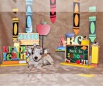 Puppy Yu Chihuahua