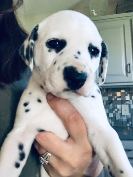 Medium Photo #1 Dalmatian Puppy For Sale in ASHEBORO, NC, USA