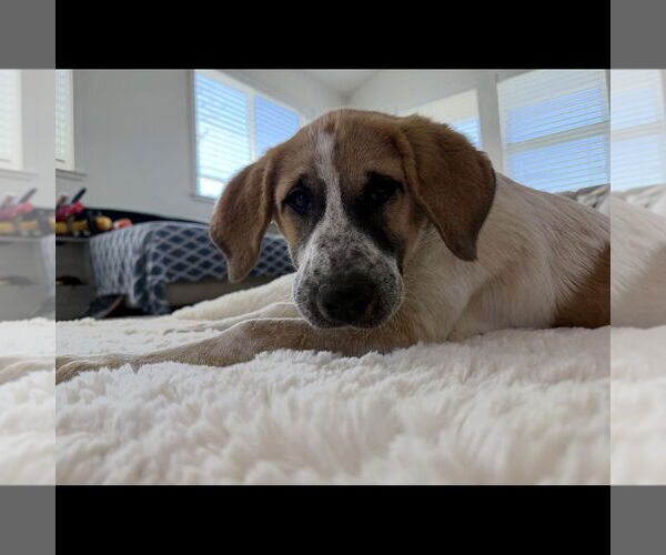 Medium Photo #1 Anatolian Pyrenees Puppy For Sale in Hayward, CA, USA