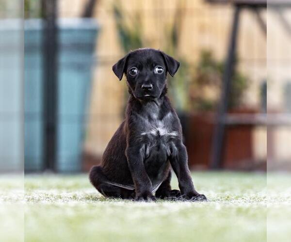 Medium Photo #3 Mutt Puppy For Sale in San Diego, CA, USA