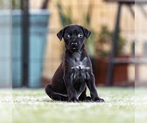 Dancer Pup - Waltz - Male Mutt Dog for Adoption - Photo #3