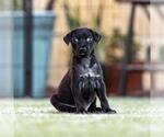 Small #2 Mutt