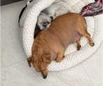Small #6 Dachshund
