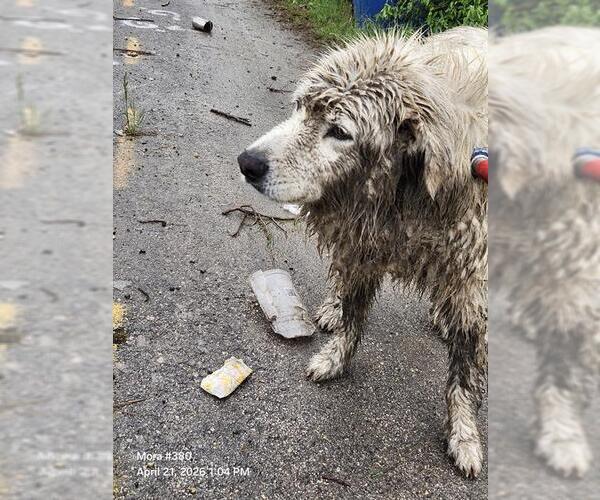 Medium Photo #1 Great Pyrenees Puppy For Sale in San Antonio, TX, USA