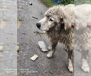 Great Pyrenees Dogs for adoption in San Antonio, TX, USA