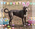 Small #1 Weimaraner Mix