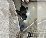 Small #3 Chihuahua Mix