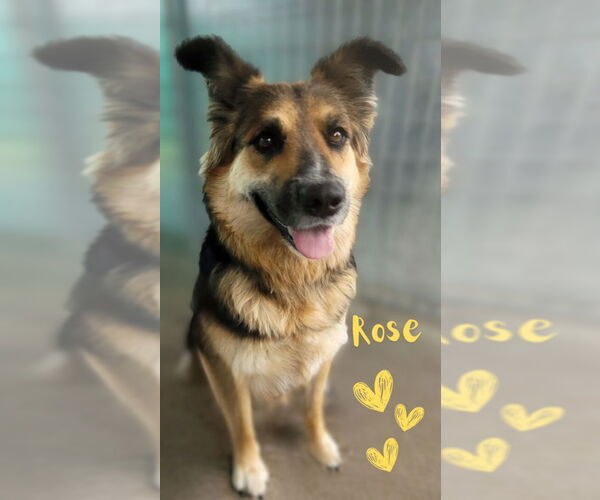Medium Photo #3 German Shepherd Dog-Unknown Mix Puppy For Sale in Monte Vista, CO, USA
