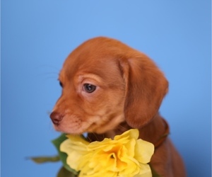 Medium Beagle-Chihuahua Mix