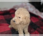Small #17 Goldendoodle