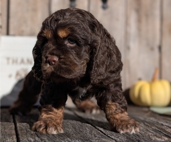 Medium Photo #11 Cocker Spaniel Puppy For Sale in GOSHEN, IN, USA