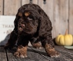 Small Photo #11 Cocker Spaniel Puppy For Sale in GOSHEN, IN, USA