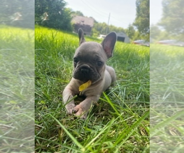 Medium Photo #3 French Bulldog Puppy For Sale in RIVER FALLS, WI, USA