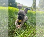 Small #2 French Bulldog