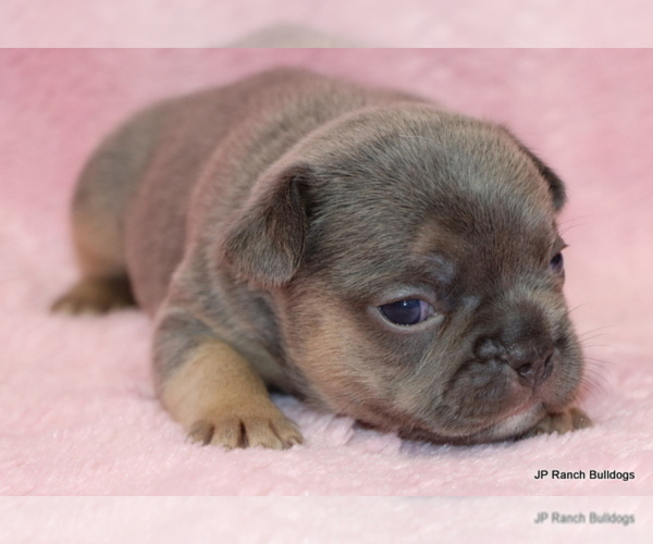 Medium Photo #14 French Bulldog Puppy For Sale in WINNSBORO, TX, USA