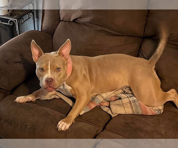 Medium Photo #1 American Pit Bull Terrier-Unknown Mix Puppy For Sale in Grafton, WI, USA