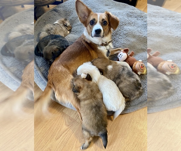 Medium Photo #7 Paperanian Puppy For Sale in PORTLAND, OR, USA