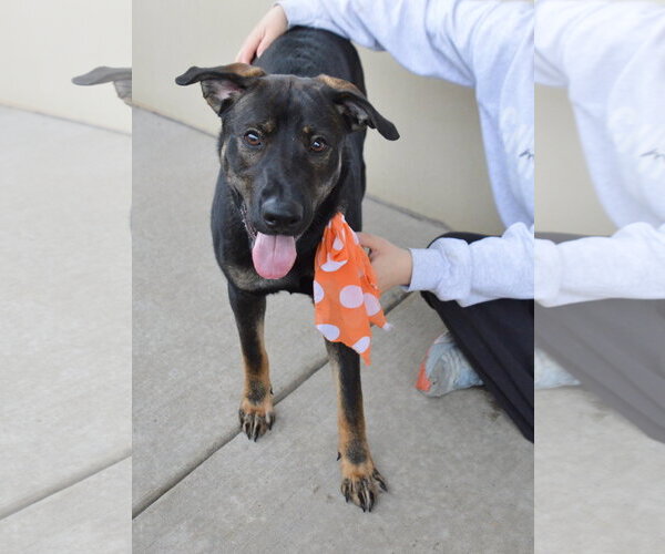 Medium Photo #3 Mutt Puppy For Sale in McKinney, TX, USA