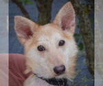 Small #7 Shiba Inu Mix
