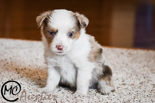 Medium Photo #6 Miniature Australian Shepherd Puppy For Sale in OAKLEY, KS, USA