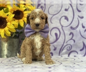 Goldendoodle Puppy for sale in LANCASTER, PA, USA