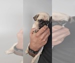 Small Pug