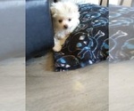 Small Photo #3 Pomeranian Puppy For Sale in CORYDON, IN, USA