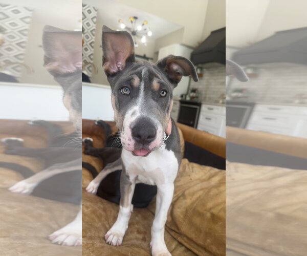 Medium Photo #7 Great Dane-Unknown Mix Puppy For Sale in Valrico, FL, USA