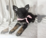 Small #1 German Shepherd Dog
