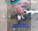 Image preview for Ad Listing. Nickname: Blue Male