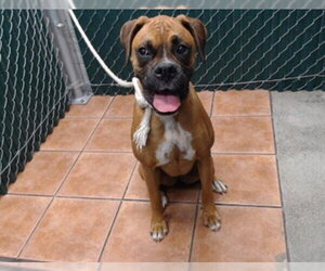 Boxer Dogs for adoption in Downey, CA, USA