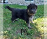 Small #1 King Shepherd