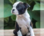 Small #4 Boston Terrier