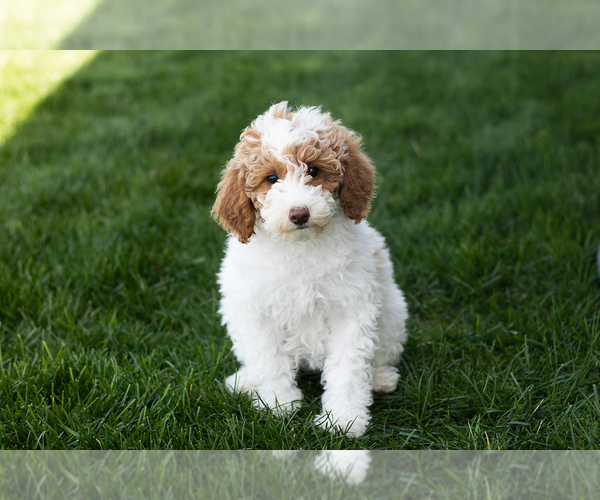 Medium Photo #4 Poodle (Miniature) Puppy For Sale in MILLERSBURG, IN, USA