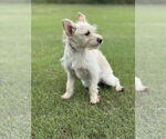 Small #1 Mutt