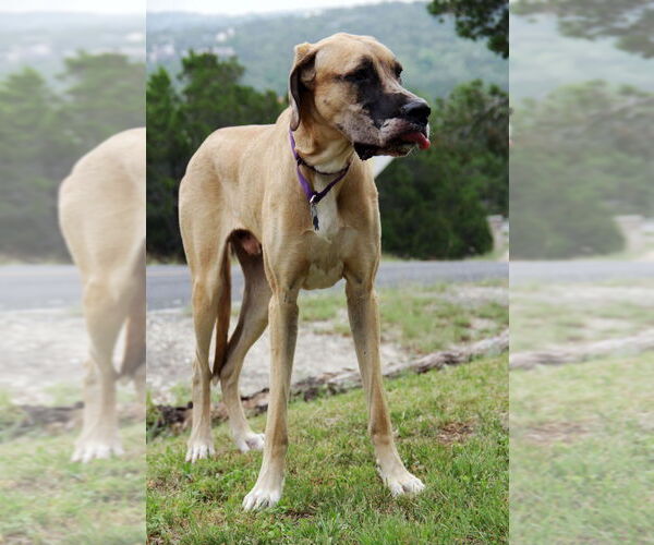 Medium Photo #12 Great Dane Puppy For Sale in Bullard, TX, USA