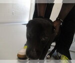 Small Labrador Retriever