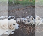 Puppy Martin Great Pyrenees