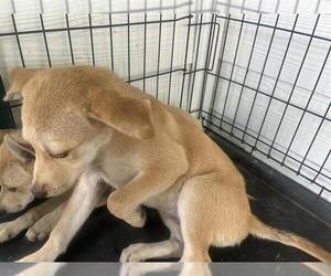 Labrador Retriever-Unknown Mix Dogs for adoption in Houston, TX, USA