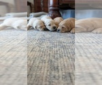 Litter of 8 - Male(s) and Female(s) Golden RetrieverLitter of Puppies for Sale - Photo #6