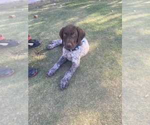 German Shorthaired Pointer Puppy for sale in TUCSON, AZ, USA