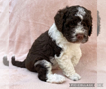 Small #6 Lagotto Romagnolo