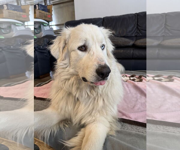 Medium Photo #17 Great Pyrenees Puppy For Sale in Spring, TX, USA