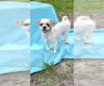 Small #18 Shih Tzu