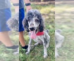 Small #2 Poodle (Standard)